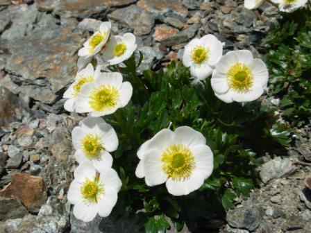 Ranunculus glacialis